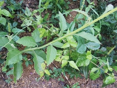 Verbesina microptera