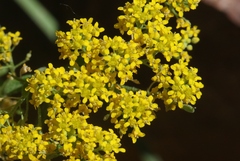 Odontarrhena muralis