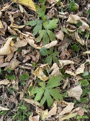 Rudbeckia laciniata