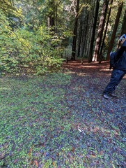 Cuphophyllus colemannianus