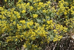 Odontarrhena muralis