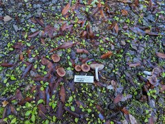 Cuphophyllus colemannianus