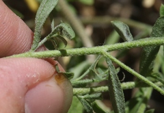 Heterotheca hirsutissima