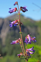 Penstemon subserratus
