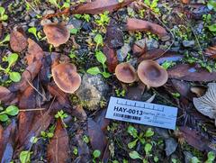 Cuphophyllus colemannianus