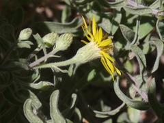 Heterotheca hirsutissima