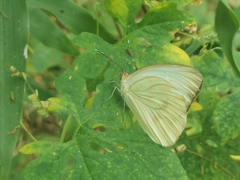 Ascia monuste monuste