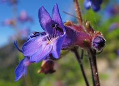 Penstemon subserratus