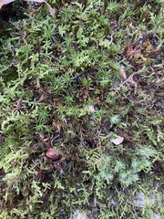 Polytrichum commune