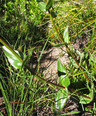 Penstemon subserratus