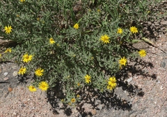 Heterotheca hirsutissima