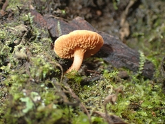 Chalciporus