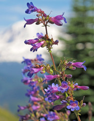 Penstemon subserratus