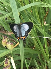 Jalmenus evagoras