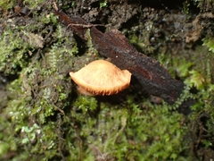 Chalciporus