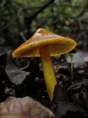 Hygrocybe conica