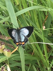 Jalmenus evagoras