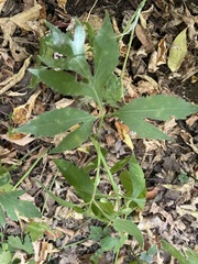 Rudbeckia laciniata