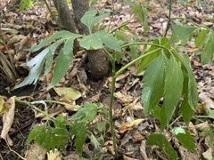 Rudbeckia laciniata