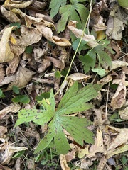 Rudbeckia laciniata