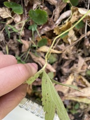 Rudbeckia laciniata