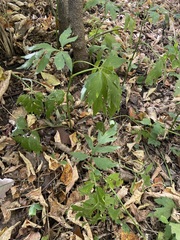 Rudbeckia laciniata