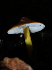 Hygrocybe conica
