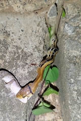Coelognathus radiatus