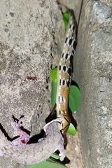 Coelognathus radiatus