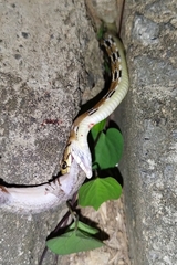 Coelognathus radiatus