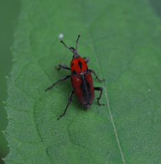 Rhodobaenus