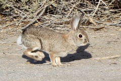 Sylvilagus audubonii