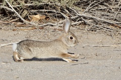 Sylvilagus audubonii