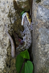 Coelognathus radiatus