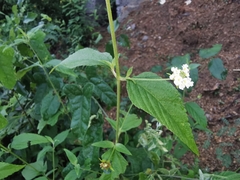 Lantana canescens