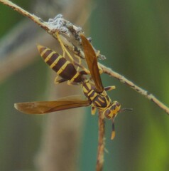 Polistes bequaertellus