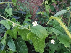 Lantana canescens