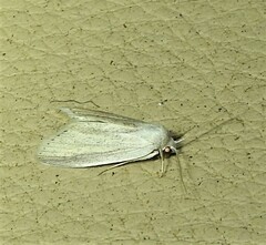 Prionopterina grammatistis