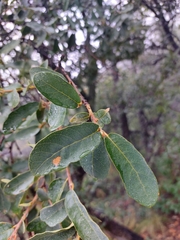 Quercus oblongifolia