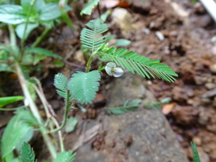 Aeschynomene americana