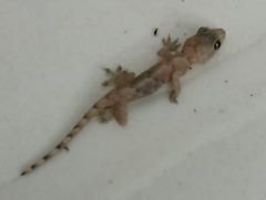 Hemidactylus mabouia