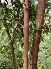 Hedycarya angustifolia