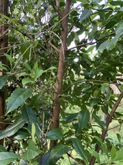 Hedycarya angustifolia