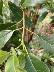 Hedycarya angustifolia