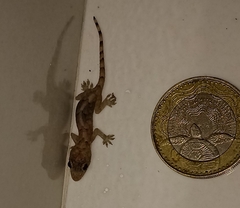 Hemidactylus mabouia