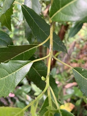 Hedycarya angustifolia