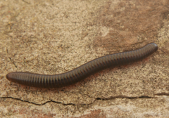 Pachyiulus oenologus