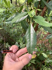 Hedycarya angustifolia