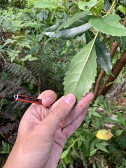 Hedycarya angustifolia