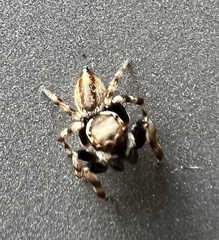 Maratus
